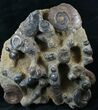 Plate of Devonian Ammonites From Morocco - / #14315-3
